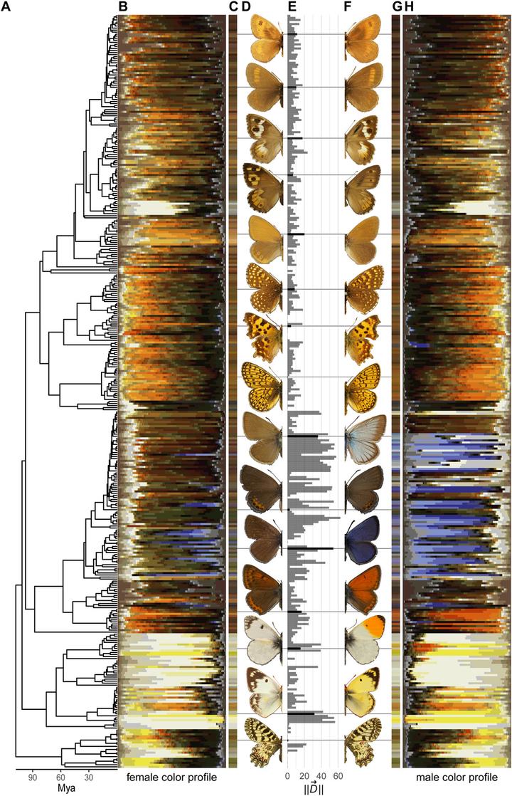 Figure 2 from the paper, showing a phylogeny of all European butterflies and their colors.