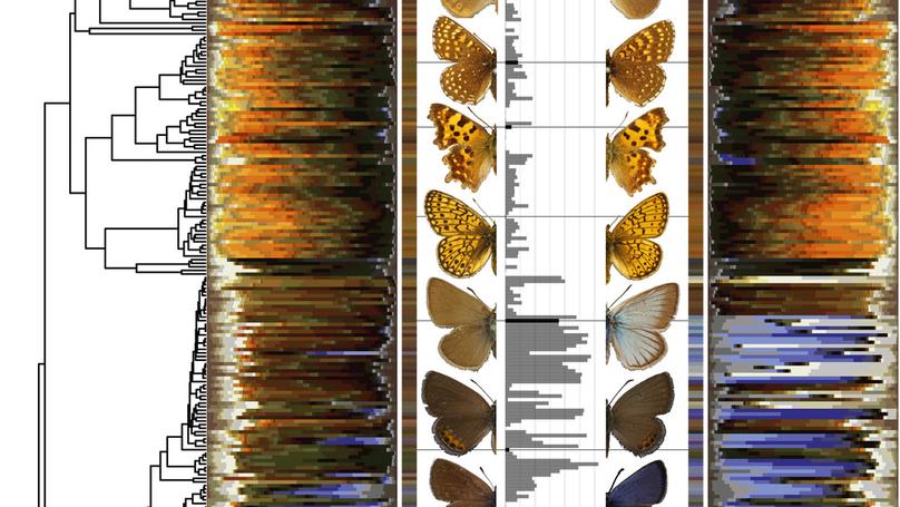 Butterfly dichromatism primarily evolved via Darwin's, not Wallace's, model