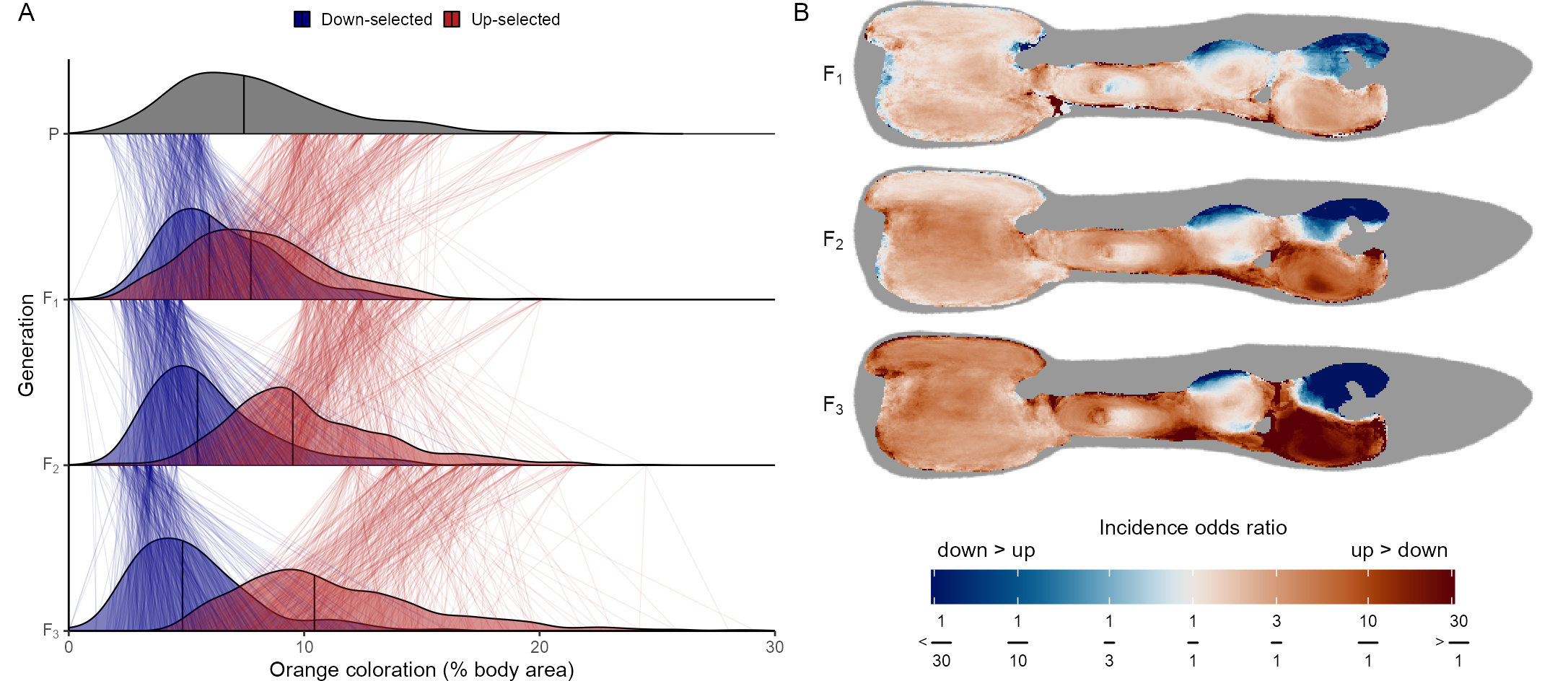 Deep learning reveals the complex genetic architecture of male guppy ...