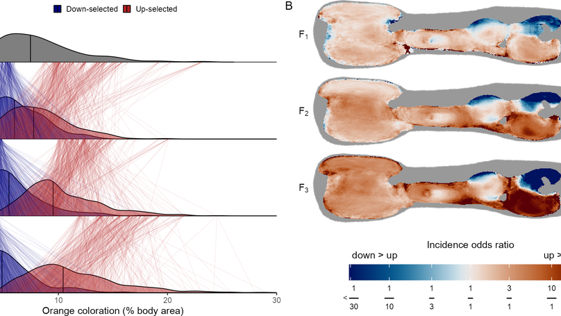 Deep learning reveals the role of copy number variation in the genetic architecture of a highly polymorphic sexual trait