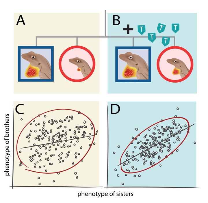 Intersexual correlations of dewlap traits between brother and sister Anolis sagrei, with and without developmental testosterone treatment.