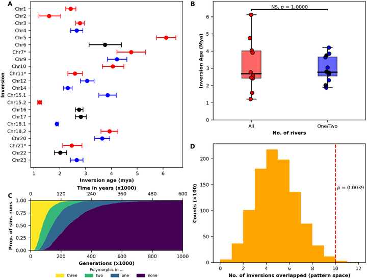 Inversion age estimates, forward simulations of inversion polymorphism, and a permutation test showing more inversions overlap male colour pattern loci than expected by chance.